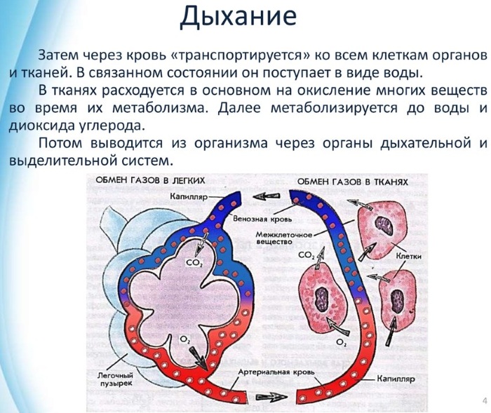 Схема насыщения крови кислородом