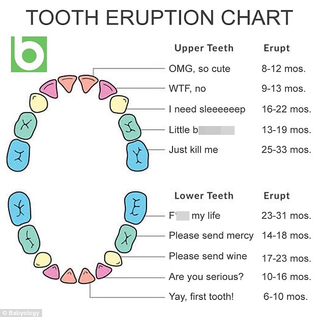 Parents have been sharing a hilarious baby teething chart that comes with helpful annotations, ranging from 