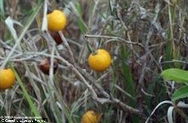 Wild Eggplant (pictured).In the past, these vegetables were be found in all different shapes and sizes such as white, azure, purple and yellow. And some of the earliest ones had spines in the area where they stem connects to the flower