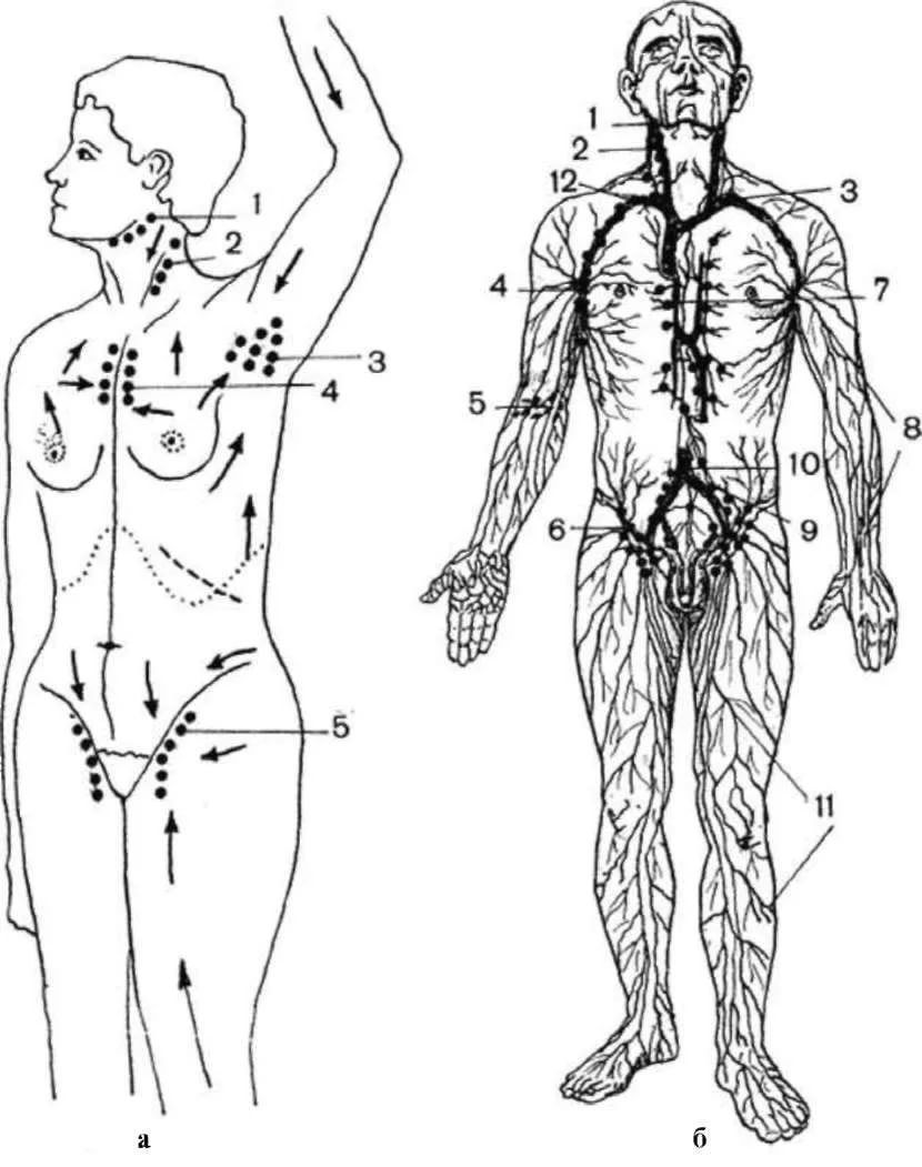 Схема лимфы в теле человека