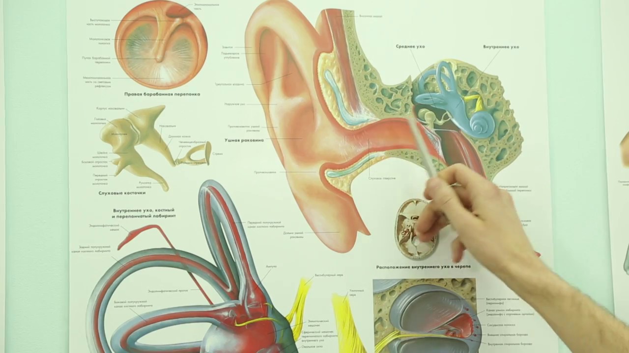 Болезни лор органов. Анатомия ухо горло нос строение. Строение ЛОР органов схема. Анатомия уха горла носа.