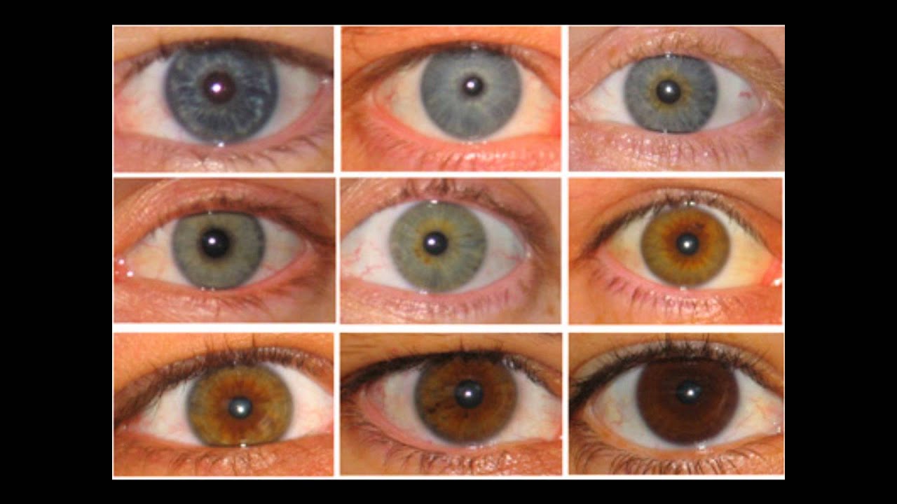 Цвет глаз шкала Мартина-Шульца