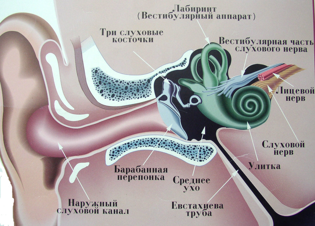 Вестибулярный аппарат картинка