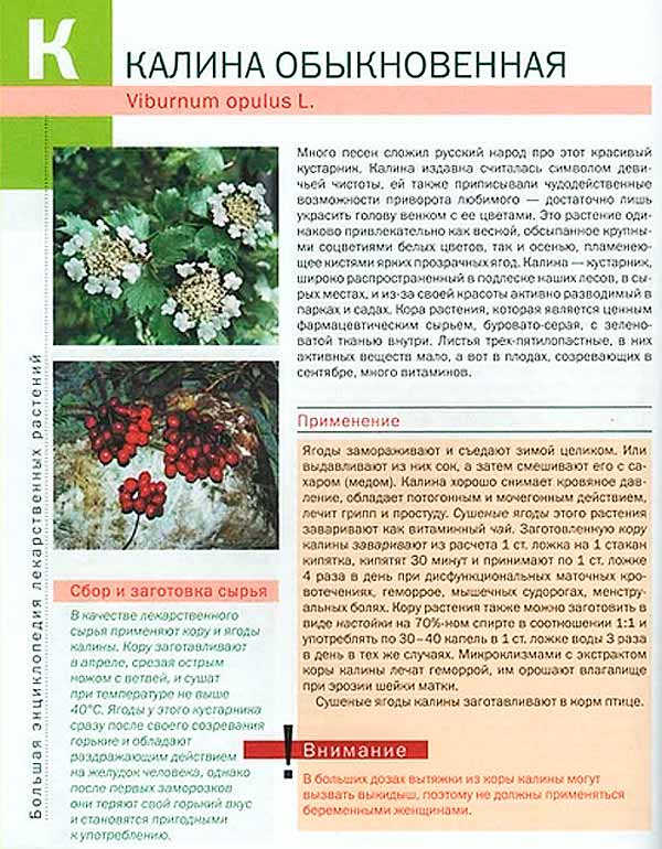 Калина полезные свойства и противопоказания. Ягода Калина от давления. Ягоды калины от давления. Калина чем полезна для организма как использовать. Калина давление.