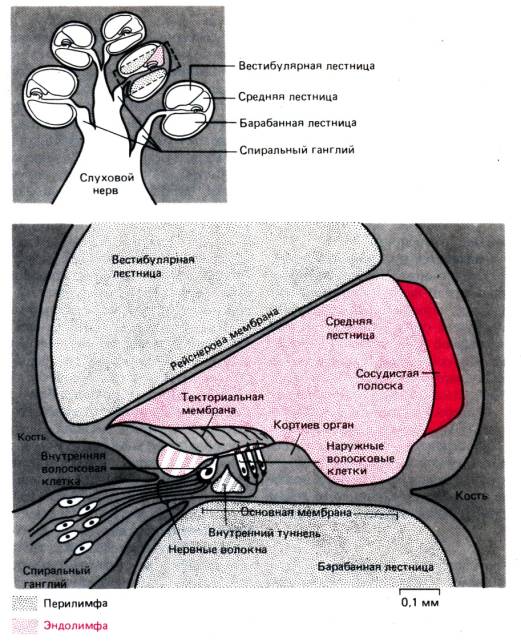 Вестибулярный нейронит. Вестибулярный неврит симптомы. Спиральный ганглий внутреннего уха. Вестибулярная лестница. Вестибулярная и барабанная лестница.