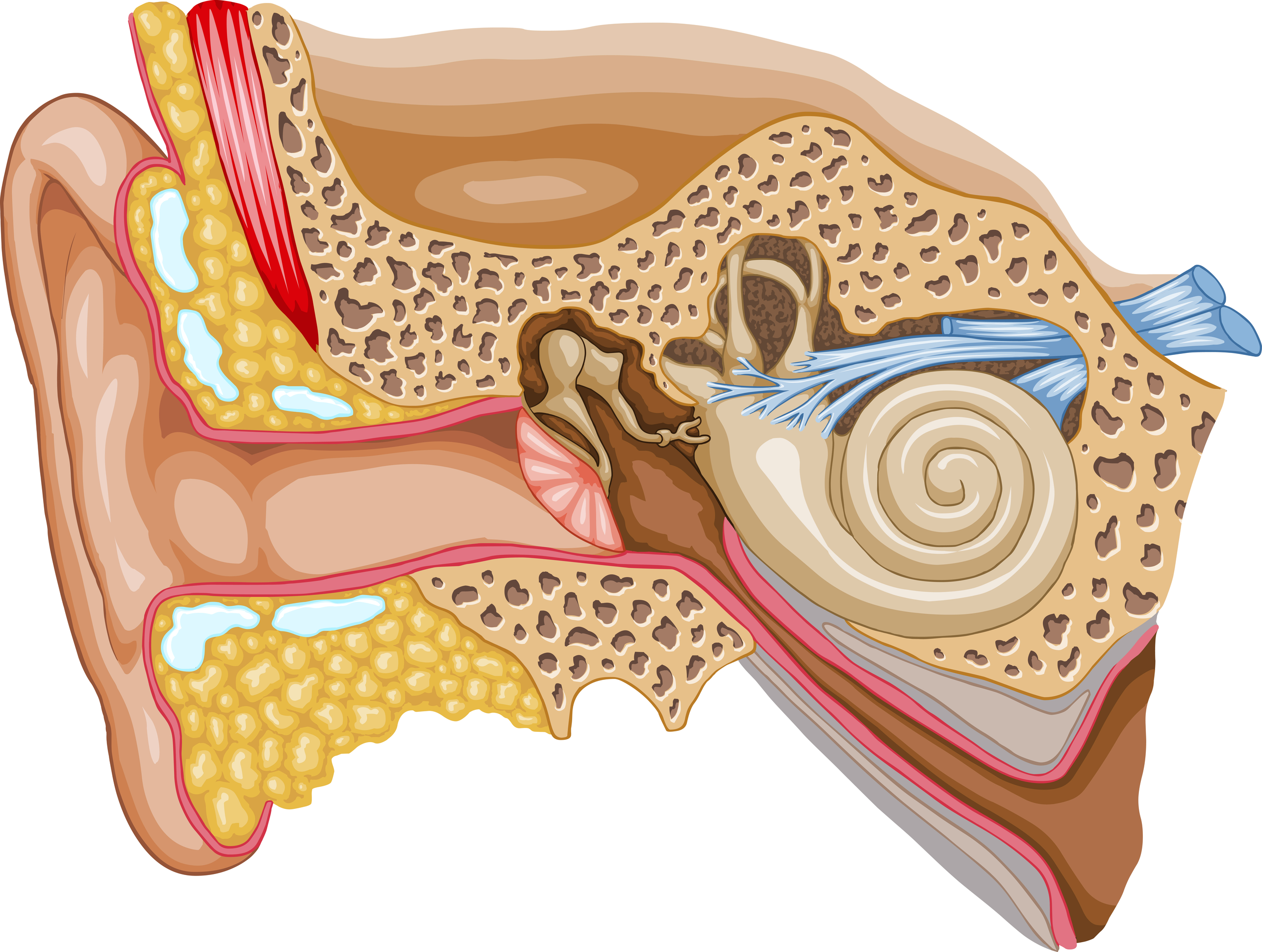 Нарушение среднего уха. Барабанная перепонка отит. Средний отит барабанная перепонка. Холестеатома барабанной полости. Ухо строение анатомия слуховой нерв.