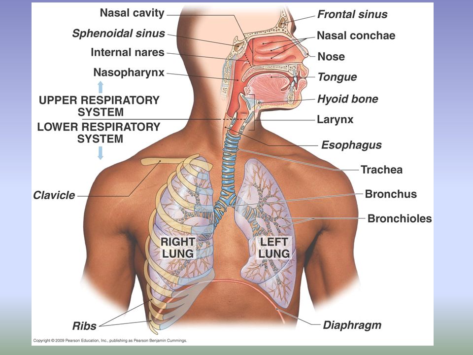 Дыхательная система человека бронхи. 1 расположение легких