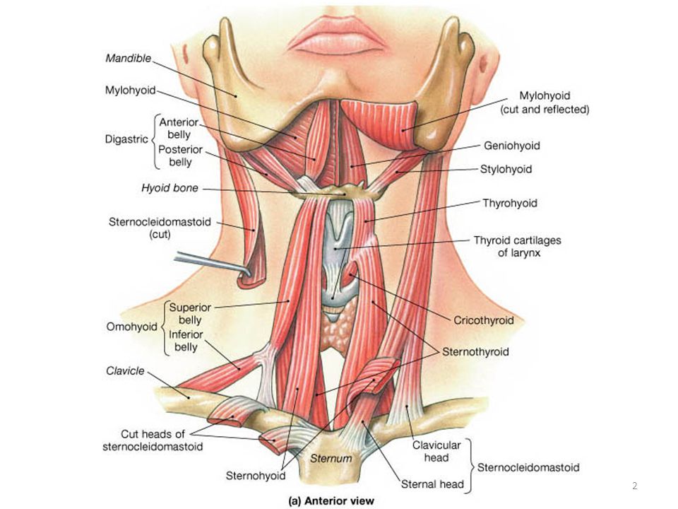 Musculus scalenus anterior