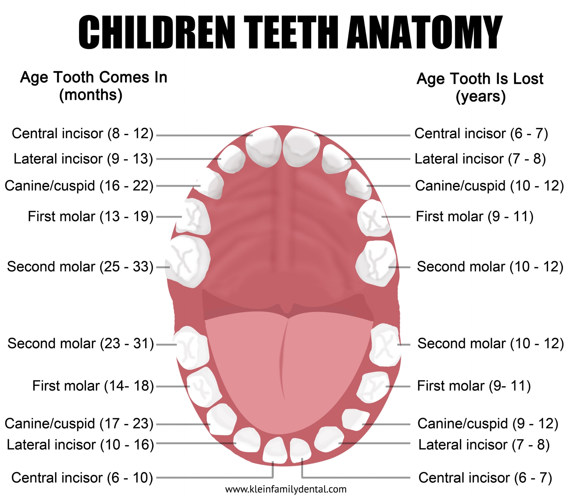 Сколько должно быть зубов в 3 года