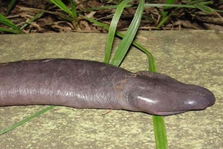 7 Animals That Look Exactly Like Dong