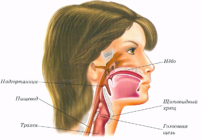 Как выглядит гортань у человека картинка