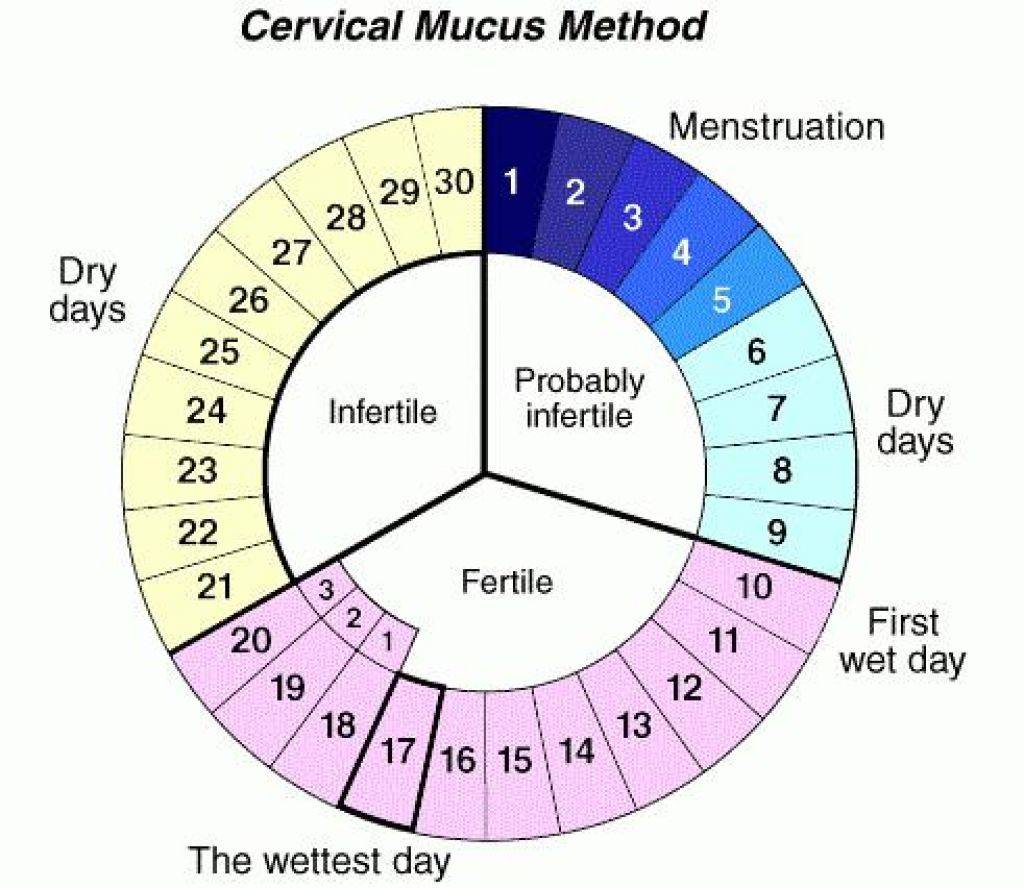 Как эффективно забеременеть. Цикл менструационного цикла. Календарный метод предохранения от беременности безопасные дни. Как посчитать дни цикла месячных. Когда можно забеременеть.