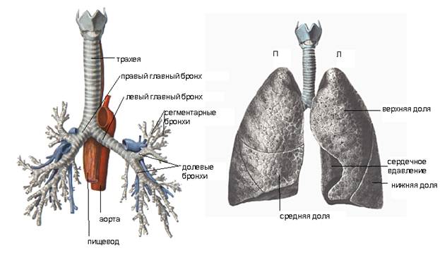 Где находятся бронхи у человека фото спереди у женщин