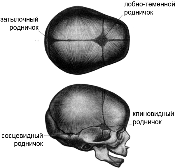 Где находится родничок у новорожденного. Роднички новорожденного анатомия черепа. Череп младенца темечко. Малый Родничок анатомия. Кости черепа роднички.
