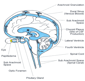 Периневральное пространство зрительного нерва. Субарахноидальное пространство схема. Ликворная система мозга схема. Расширение ликворных пространств.
