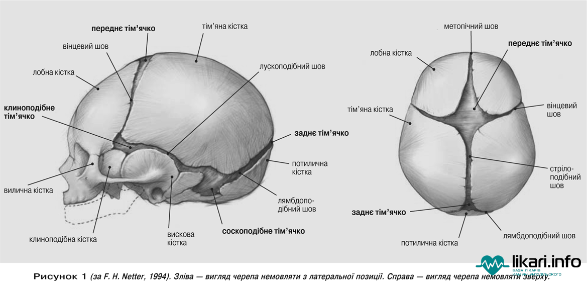 Соединение теменной кости и затылочной. Кости черепа новорожденного роднички. Сагиттальный шов черепа новорожденного. Швы и роднички черепа анатомия. Роднички новорожденного анатомия черепа.