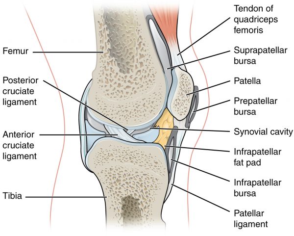 A normal hip joint has the following structure