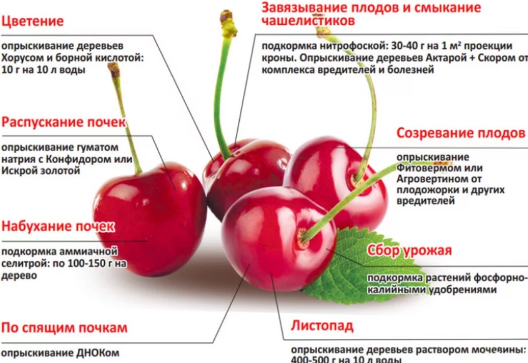 Можно есть дерево. Схема подкормки черешни. Схема подкормки вишни. Подкормка вишни и черешни. Схема обработки черешни.