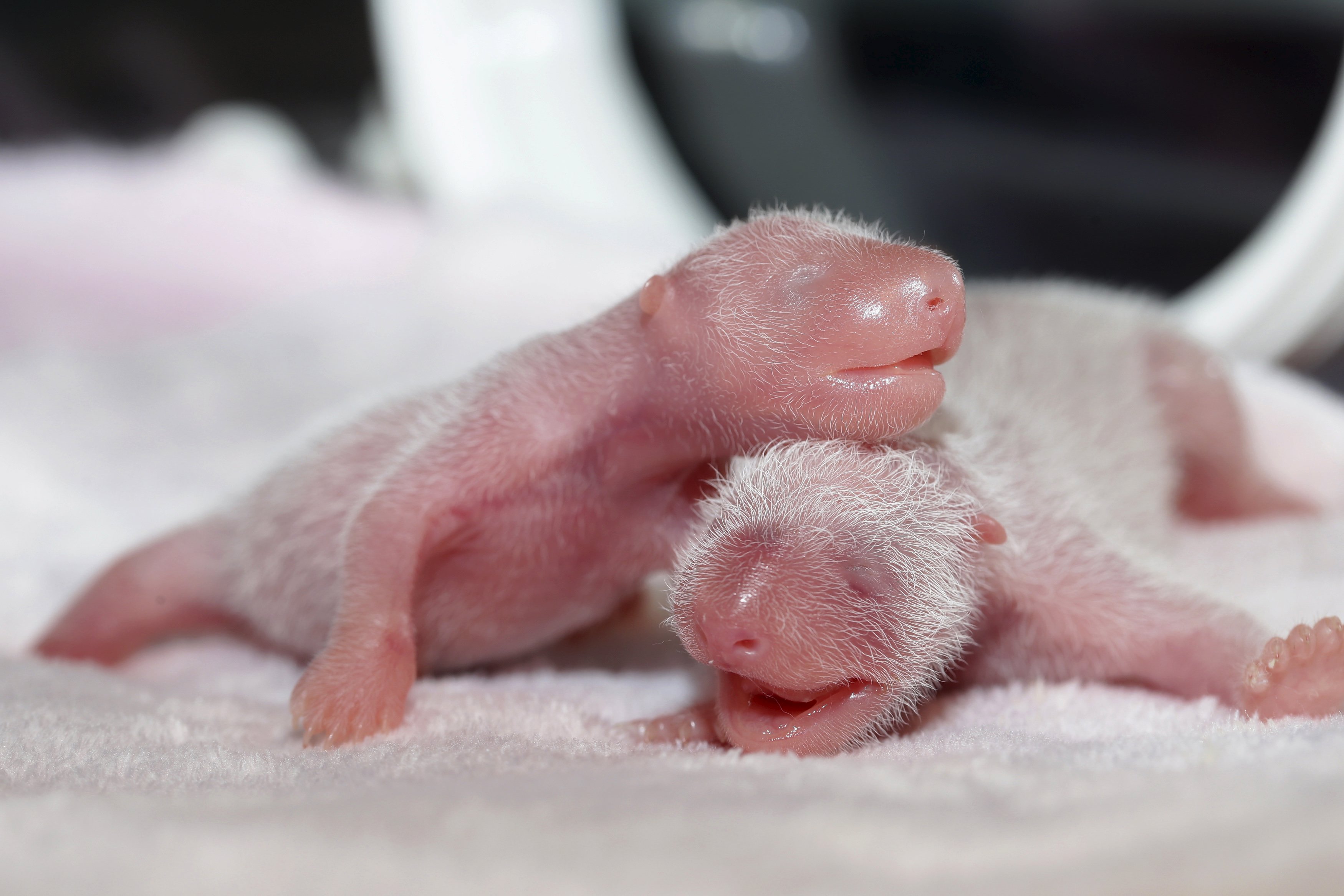 Родившийся детеныш панды. Детёныш панды новорожденный. Детёныши панды Новорожденные. Новорождённый денетыш панды. Детеныш коалы новорожденный.