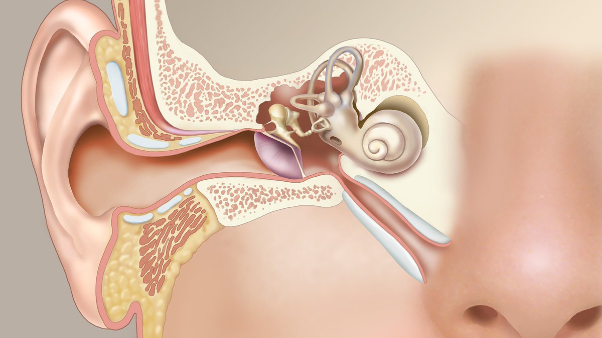 Заложен нос уши голова. ЛОР органы анатомия евстахиева труба. Анатомия уха евстахиева труба. Евстахиева труба и носоглотка.