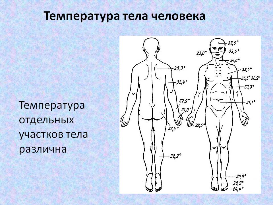 Области тела человека температура. Температурная схема тела человека. Распределение температуры тела человека. Температура в разных частях тела человека. Температура разных участков тела человека.