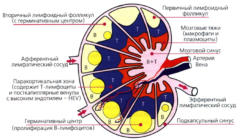 Строение лимфатического узла иммунология. Гистологическое строение лимфатического узла строение. Схема строения лимфатического узла иммунология. Лимфатический узел гистология схема.