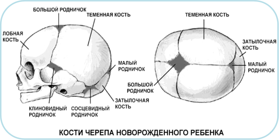 Роднички новорожденного анатомия черепа. Кости черепа новорожденного роднички. Череп новорожденного вид сбоку Размеры.
