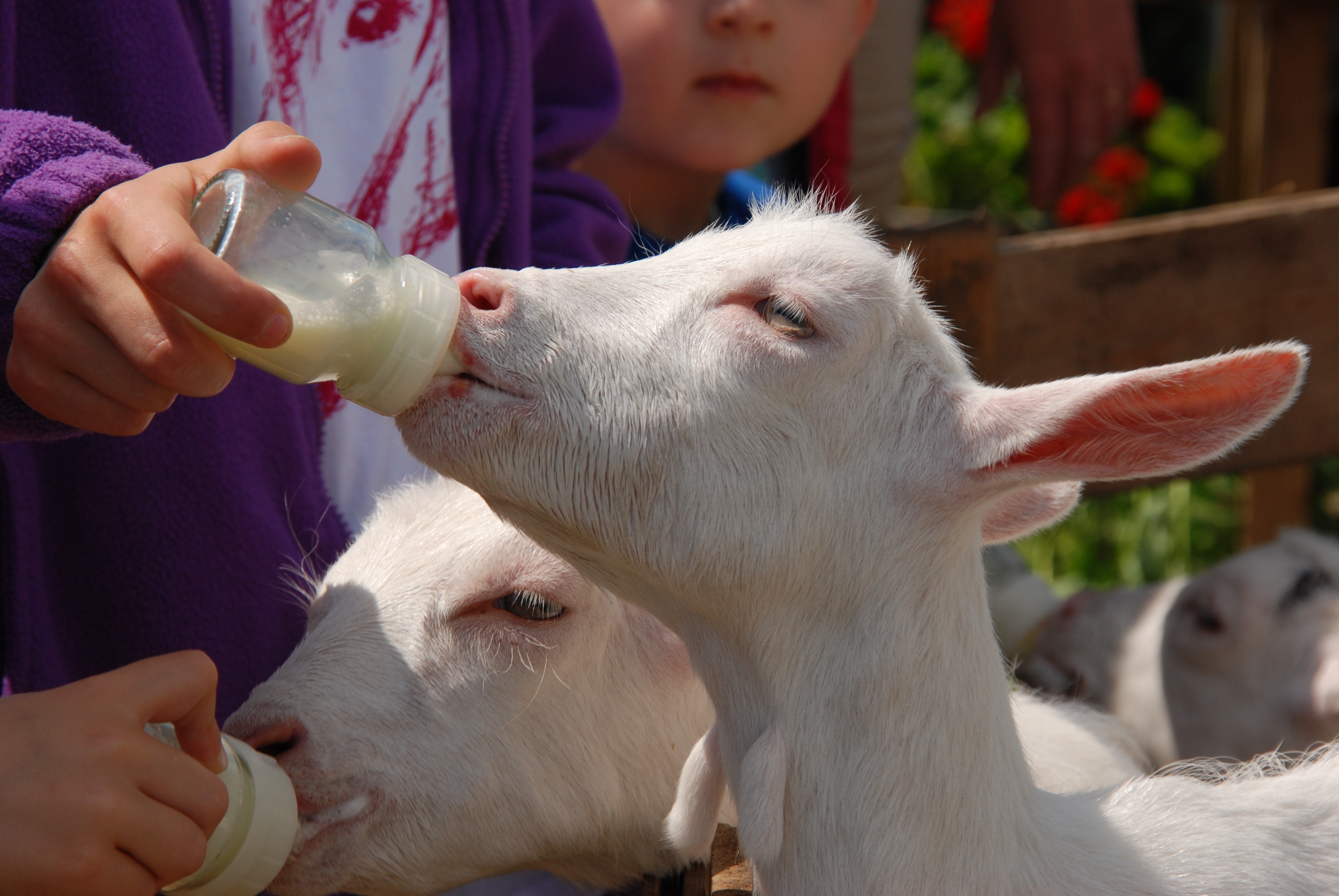 Козье молоко можно новорожденным. Кормление сельскохозяйственных животных. Кормление домашних животных. Кормежка животных. Что едят козы.