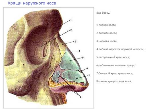 Хрящи в носу схема