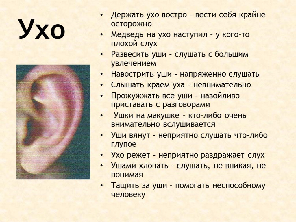 Слышать краем уха. Ухо. Интересные факты о органе уши человека. Вопросы на тему слух.