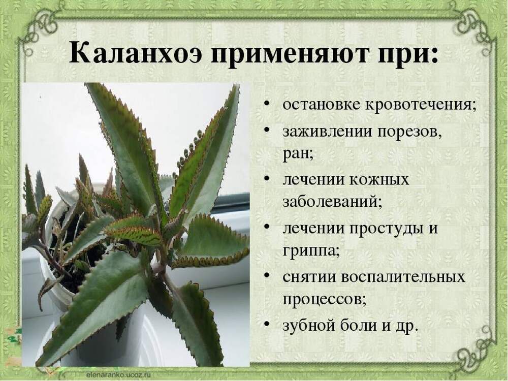 Опишите особенности растений каланхоэ и аспарагуса. Каланхоэ лечебное растение. Каланхоэ лечебное листики. Каланхоэ лекарственное растение лечебные. Каланхоэ лекарь.