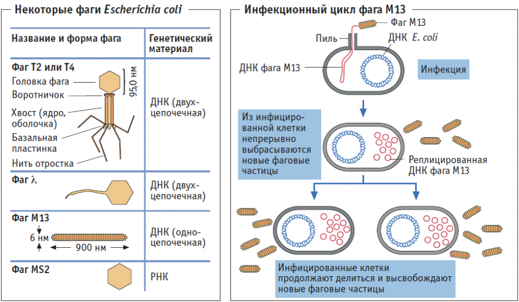 Наследственный аппарат вируса формы жизни бактериофаги. Строение бактериофага микробиология. Строение фага м13. Жизненный цикл фага м13. Жизненный цикл вирусов бактерий.