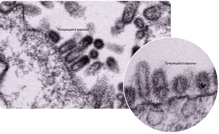 Слева: Впервые почкование вируса гриппа было продемонстрировано в 1952 г. под электронным микроскопом на срезах инфицированных клеток. В момент почкования вирионы имеют удлиненную форму, на удаленном от клетки конце локализуются частицы РНП (электронно-плотные участки). Справа: Ультратонкий срез участка плазматической мембраны, к поверхности которой прилегают сформированные частицы вируса гриппа. Показана их связь с поверхностью клетки. Колбообразные углубления на плазматической мембране – срезы кавеол (разновидностей липидных рафтов), с которыми связано почкование вируса гриппа