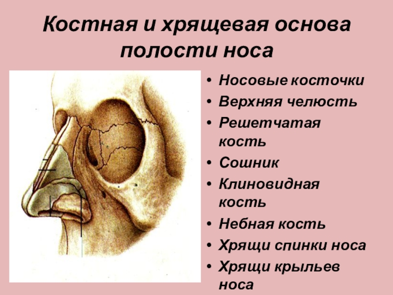 Кости носа. Костная перегородка полости носа анатомия. Анатомия носа костно-хрящевая перегородка носа. Костная спинка носа анатомия. Носовая полость строение кости.