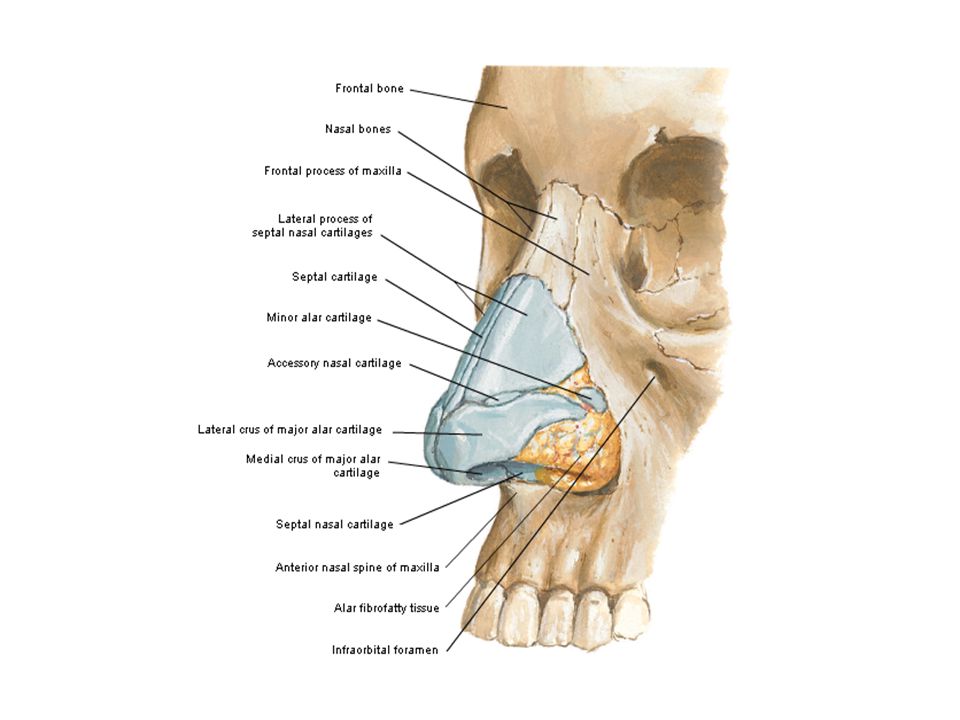 Анатомия Носа Фото
