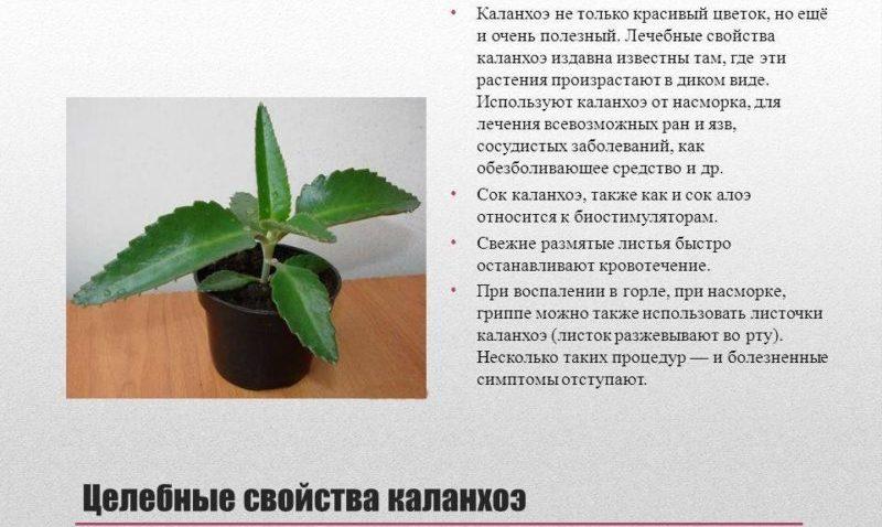 Растение обладает выраженными лечебными свойствами