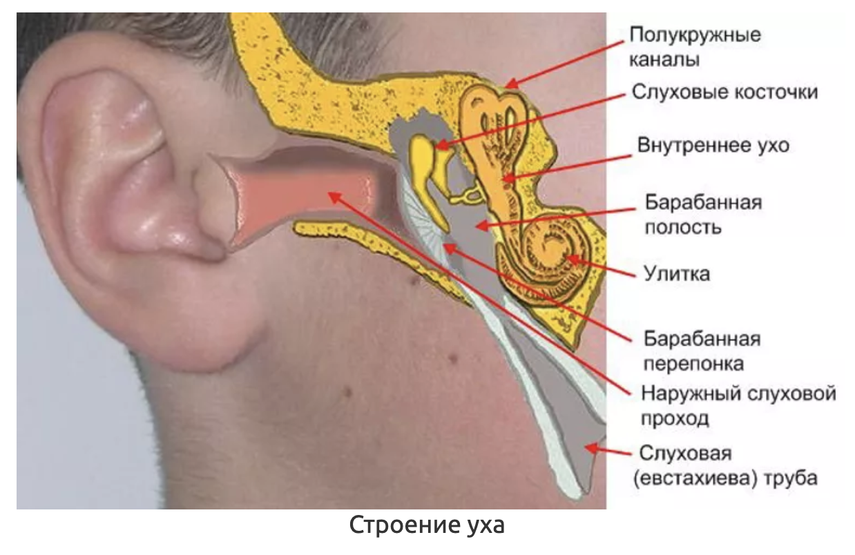 Воздух заполняет наружное ухо. Евстахиева труба анатомия человека. Слуховая евстахиева труба строение. Евстахиева (слуховая) труба анатомия. Евстахиева труба на височной кости.