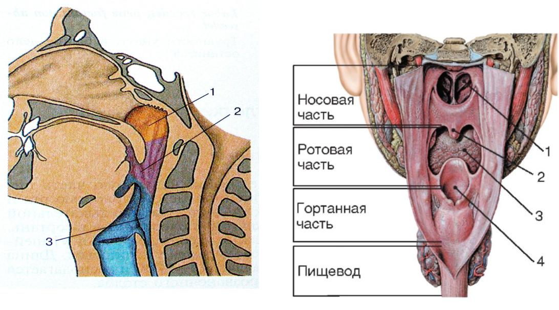 Строение носоглотки человека схема