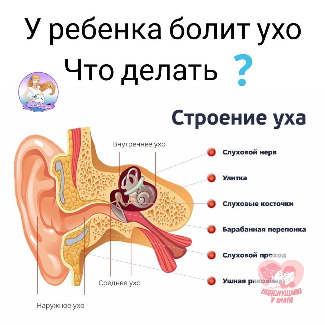 Строение уха барабанная перепонка