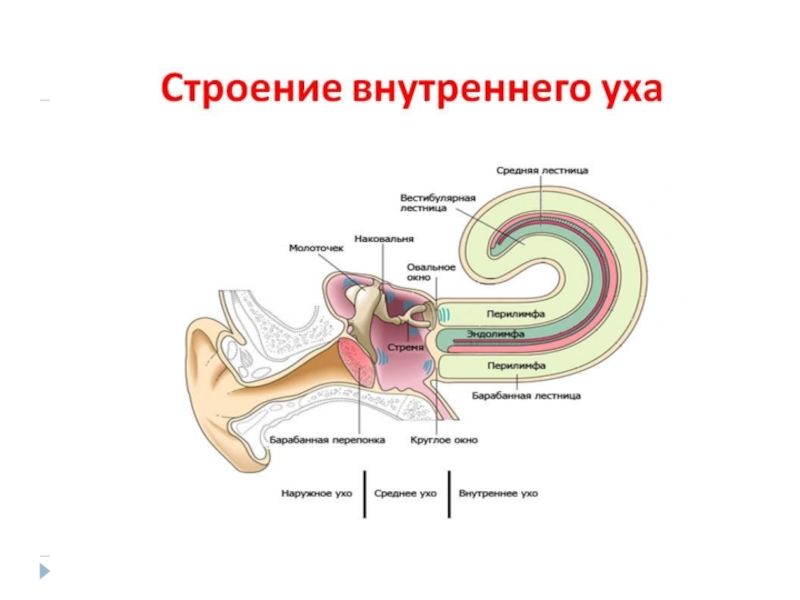 Эндолимфа улитки. Перилимфа внутреннего уха. Эндолимфа внутреннего уха. Внутреннее ухо строение. Среднее и внутреннее ухо строение.