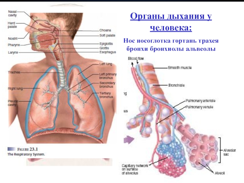 Легкие и бронхи картинка на скелете человека