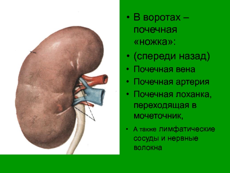 Симптомы гидронефроза