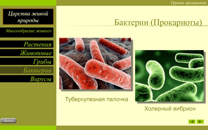 Прокариоты вирусы грибы. Туберкулёз палочка прокариот ?. Холерный вибрион царство. Доядерные бактерии.