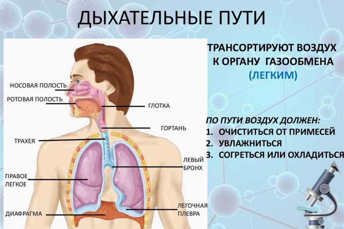 Глоток кислорода. Дыхательные пути. Дыхательная система человека. Дыхательная система рисунок. Легкие и дыхательные пути.
