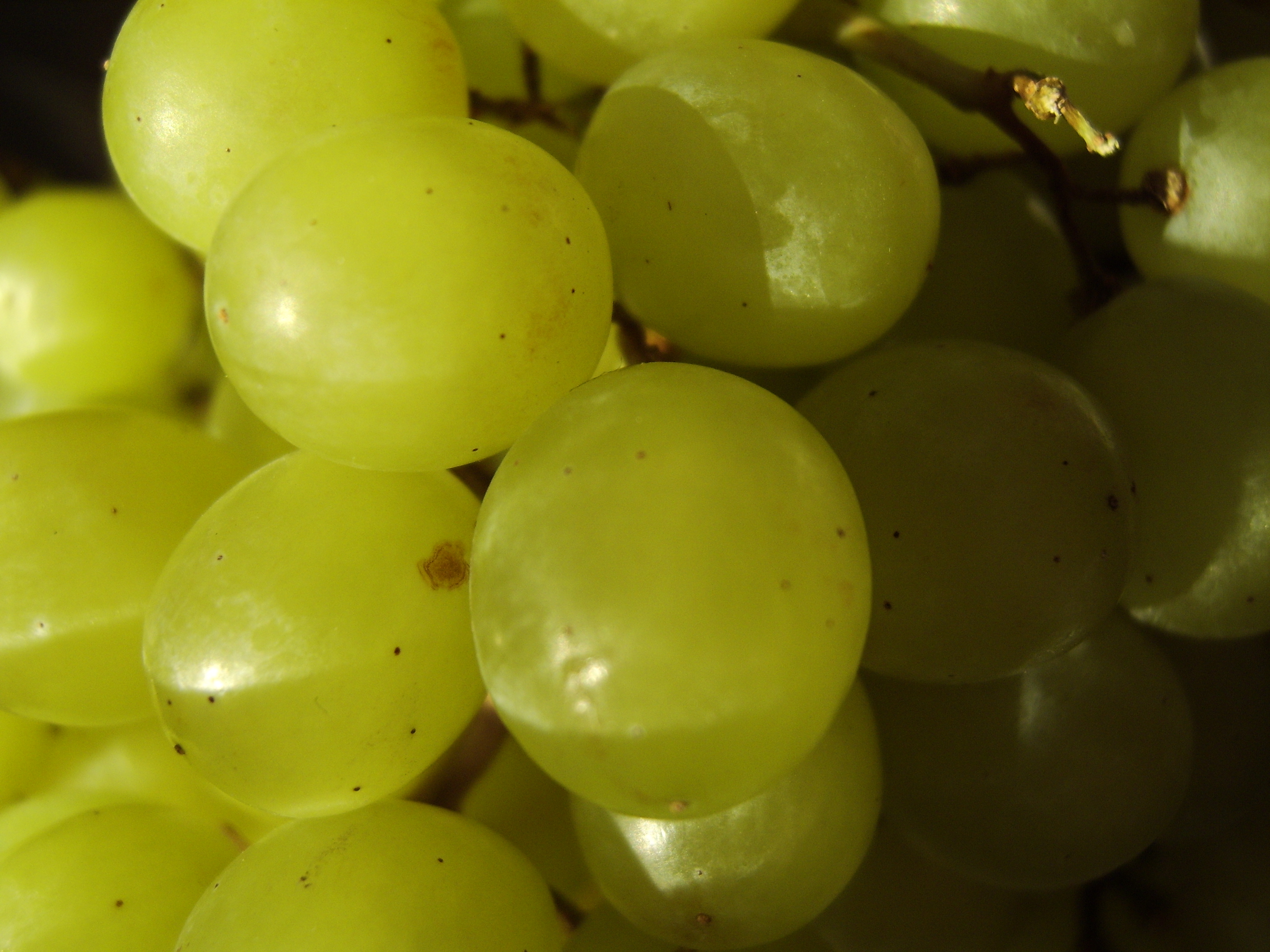 Можно кормящим виноград. Виноград макси белый. Виноград белое чудо фото. Виноград белый Кокл. Перуанский виноград.