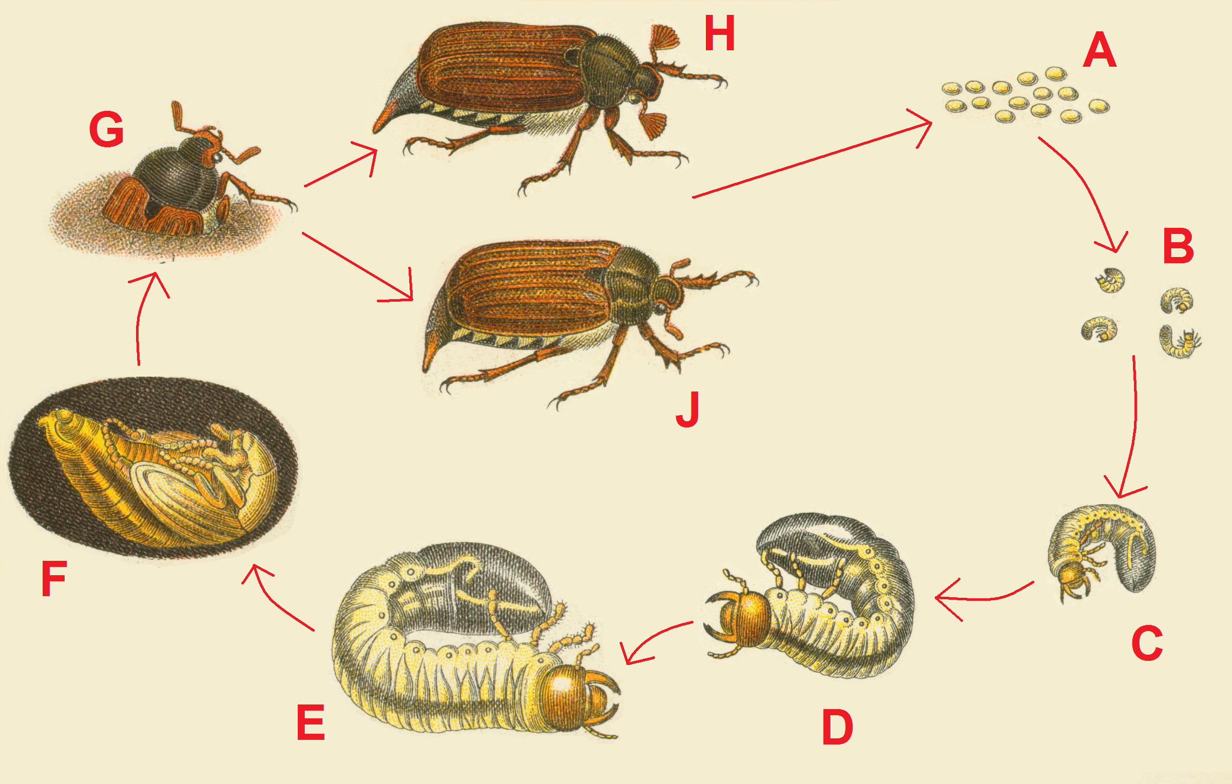Какой тип питания характерен для бронзовки. Жук-Щелкун проволочник цикл развития. Цикл развития майского жука. Цикл развития майских Жуков. Стадии развития майского жука.
