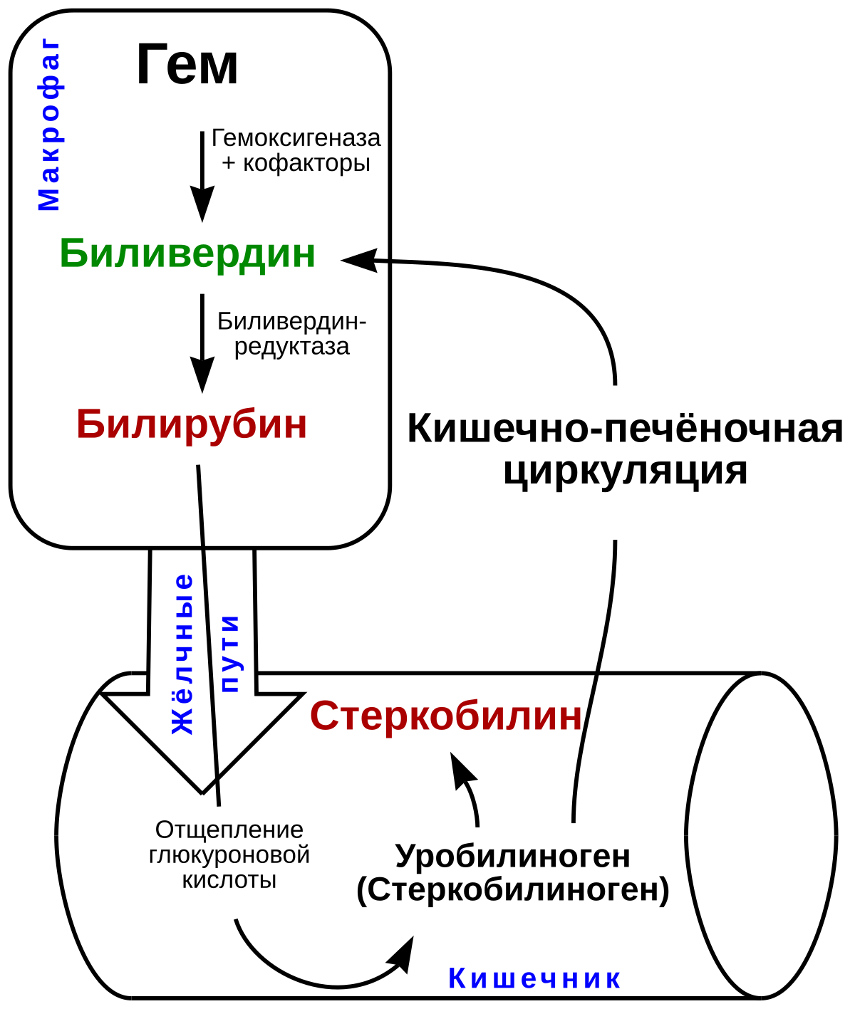 цвет стула при выводе билирубина