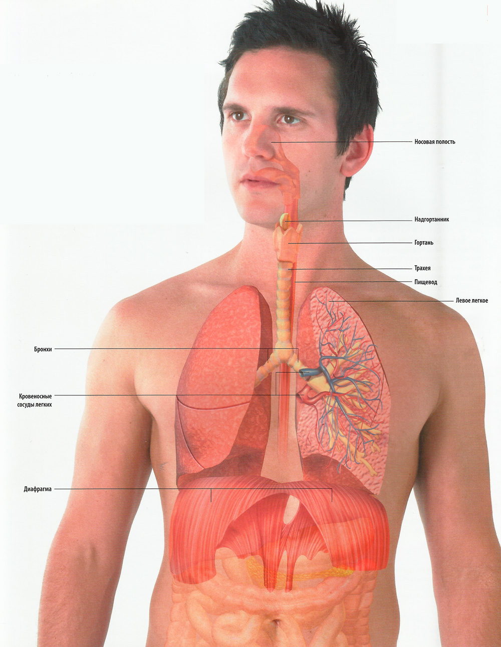 Бронхи и легкие расположение картинка