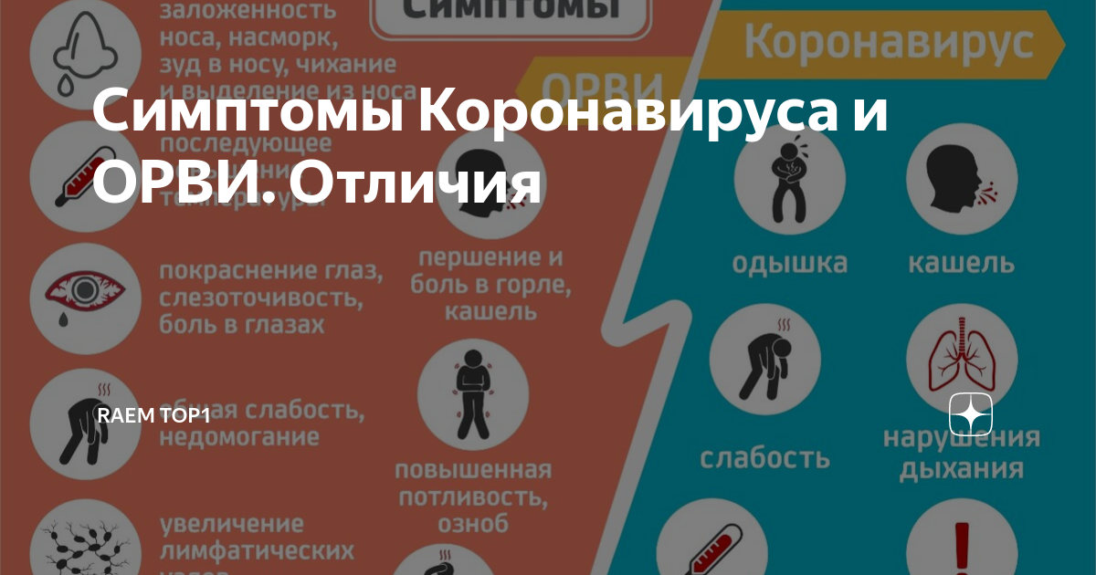 Сколько длится насморк. Болит ли горло при коронавирус. Коронавирус сопли чихание. Болит ли при короноворисы горло. При коронавирусе симптомы горла.