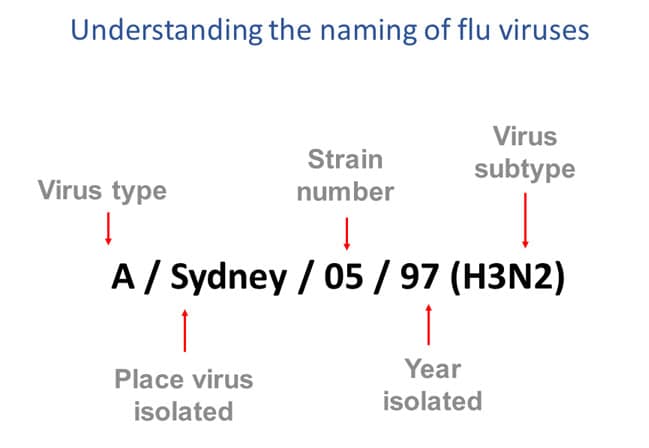 understanding the naming of flu viruses virus type, place virus isolated, strain number, year isolated, virus subtype example a sydney o5 97 (h4n2)